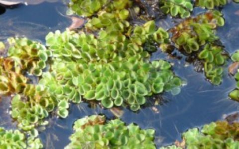 肚兜萍如何养殖（肚兜萍的养殖方法）