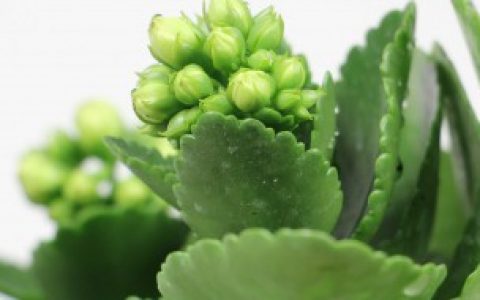 长寿花浇水多了怎么办 长寿花浇水多了如何处理