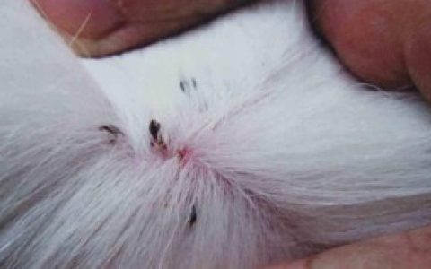 去跳蚤的小妙招 怎么去跳蚤最有效