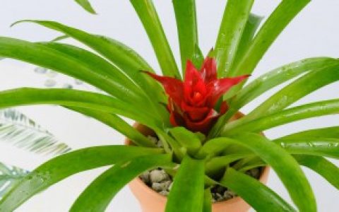 鸿运当头如何养殖才红 鸿运当头养护的好的方法