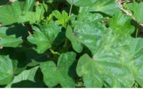 冬寒菜什么时候播种 冬寒菜何时播种