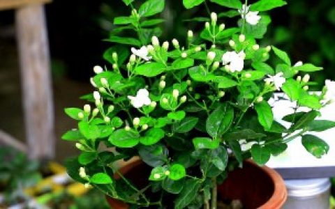 花叶子脏怎么处理 花叶子脏如何处理