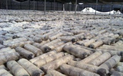 废菌棒如何做营养土,废菌棒怎么做营养土