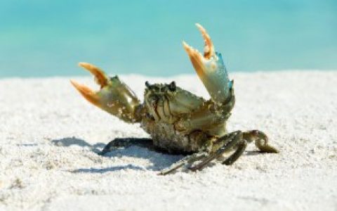 【河蟹吃不完可以放冰箱冷冻吗】河蟹吃不完能放冰箱冷冻吗