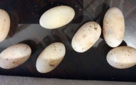 【乌龟蛋可以放冰箱多久】乌龟蛋能放冰箱保鲜吗