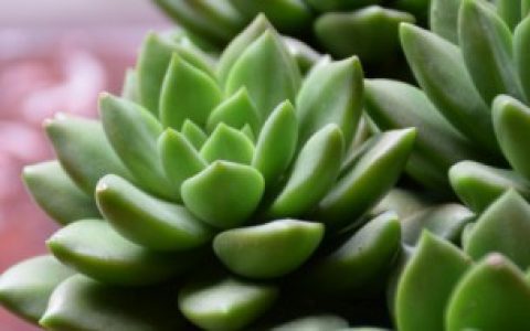 【多肉植物如何进行叶插繁殖】多肉植物进行叶插繁殖的方法