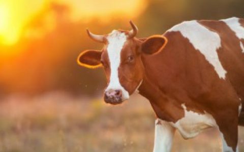 将牛角变软定型的方法（怎样将牛角变软定型）