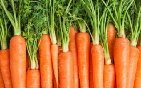 胡萝卜可以放冰箱冷藏吗 胡萝卜适不适合放冰箱