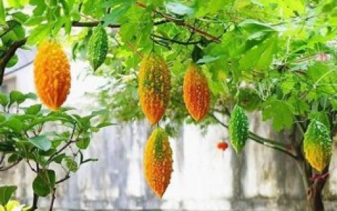 赖葡萄怎么催芽 关于赖葡萄怎么催芽