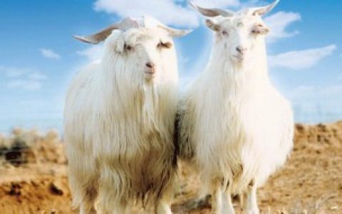 山羊绒的区分,怎么判断是不是山羊绒