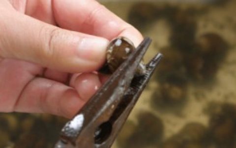 螺丝屁股剪了能放多久,螺丝屁股剪了能放多长时间