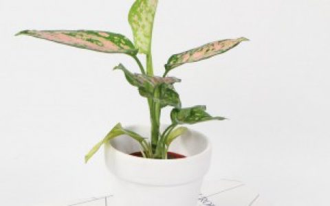 冬天万年青的叶子发黑枯萎怎么办,冬天万年青的叶子发黑枯萎正确处理方法