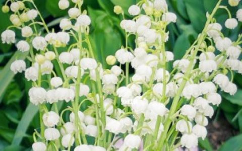 【铃兰是什么时候开花】铃兰花在一天之内什么时候开花