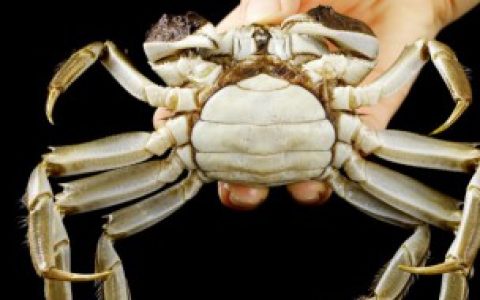 【螃蟹冷链罪过可以活多久】螃蟹冷链运输能活几天