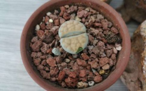 【生石花可以吃吗】生石花是否可以吃