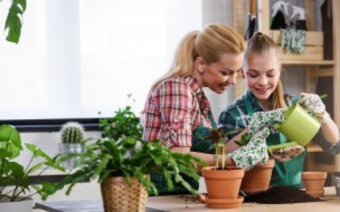 仙人棒怎么养（仙人棒怎么养比较好）