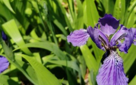 盆栽鸢尾花如何换盆（盆栽鸢尾花的换盆方法）