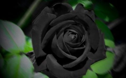 世界上花语最黑暗的花是什么 世界上花语最黑暗的花是啥