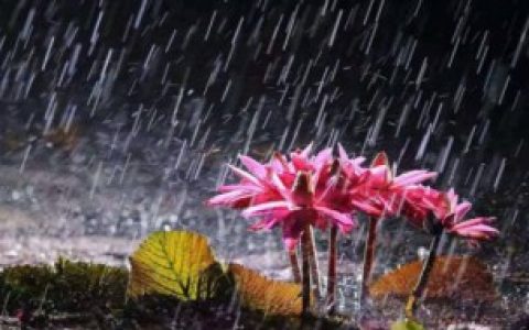 北方有梅雨季节吗 北方有没有梅雨季节