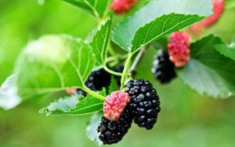 蚕宝宝吃什么叶子,蚕宝宝吃的叶子介绍