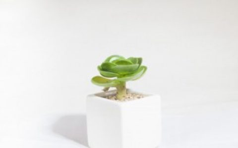 哪些植物适合室内养殖,适合室内养殖的绿植