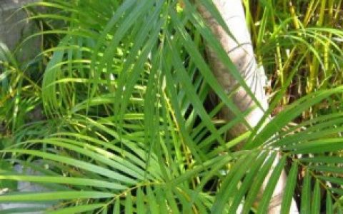 散尾葵叶子枯黄是咋回事,散尾葵叶子枯黄是怎么回事