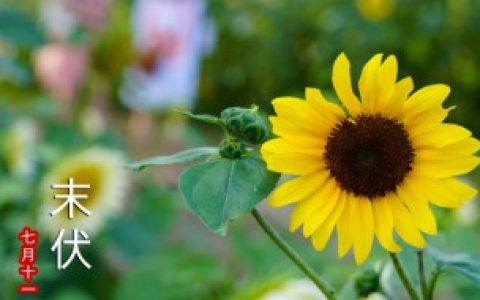 关于三伏天的介绍,末暑是几号
