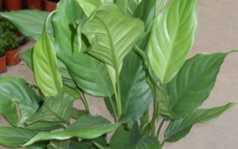 养护中华中华万年青的注意事项,怎么养殖万年青和禁忌是什么