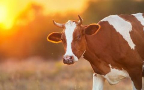 头戴尖角帽身穿黄皮袄打一动物,头戴尖角帽身穿黄皮袄打一动物是黄牛吗