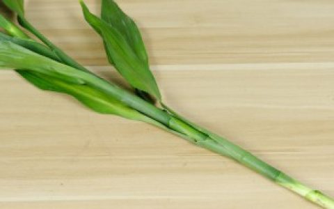 富贵竹如何才能快速生根,富贵竹怎样可以快速生根