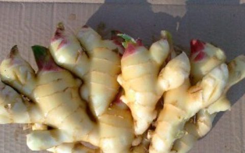 【怎样选嫩姜最好】选嫩姜最好的方法