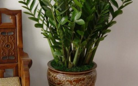 【家里的植物太高会不会影响风水】家里的植物太高会影响风水吗