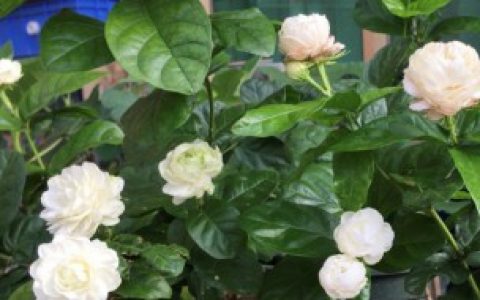 【虎头茉莉是不是有毒】虎头茉莉有毒吗