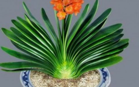 【属羊有哪些幸运植物】属羊的幸运植物是什么