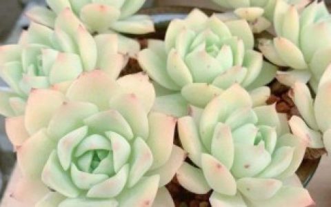 【范女王多肉如何养】范女王多肉怎么养