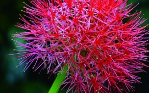 养殖网球花的技巧（网球花盆栽怎么养）