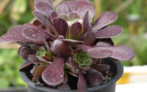 黑法师夏天如何养殖（黑法师夏天怎么养护）