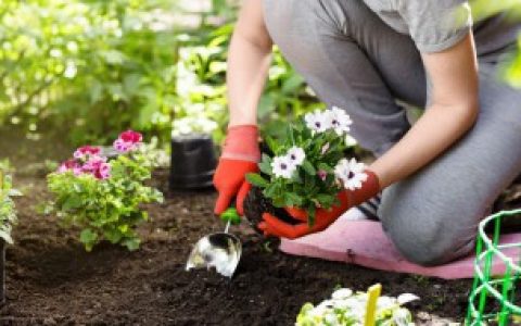 一叶兰如何分株（一叶兰怎么分株1棵变成10多盆）