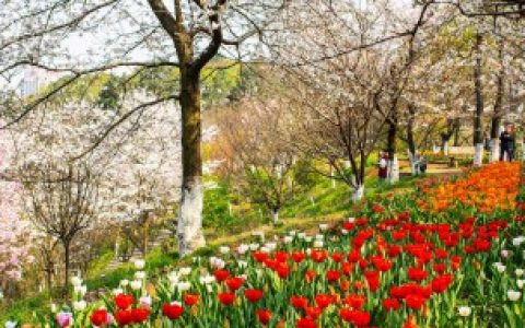 马樱花下山桩养活方法（马樱花下山桩怎么养活）