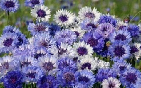 矢车菊代表什么 矢车菊花语