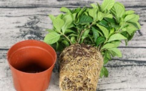 栀子花养护 栀子花如何养护