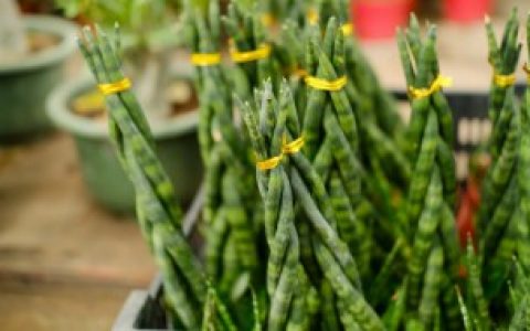 虎皮兰冬天几天浇水,虎皮兰冬天多久浇水