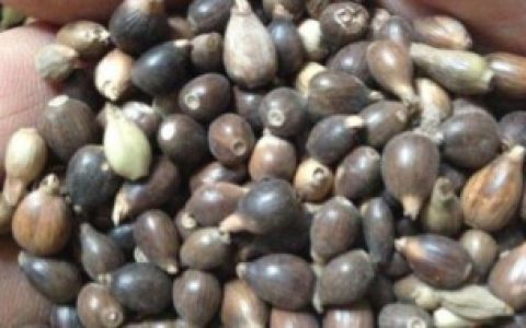 【薏米是不是草珠子】薏米是草珠子吗