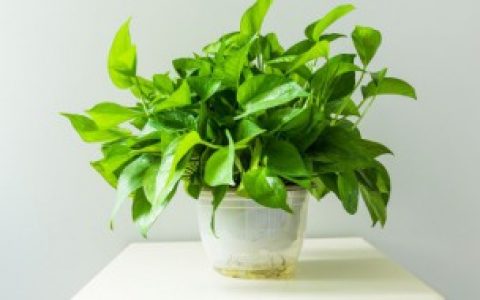 【绿萝里有小飞虫怎么办】绿萝里有小飞虫的方法