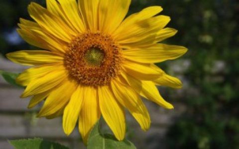 太阳花怎么养爆盆才长得好 养护太阳花爆盆的方法