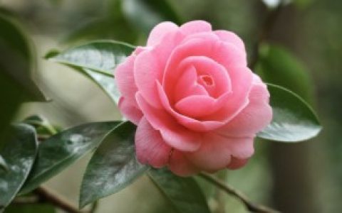 梦见花瓣是什么意思 梦见花瓣的寓意有哪些