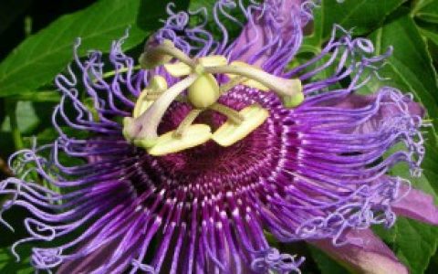 西番莲怎么种 西番莲种植方法