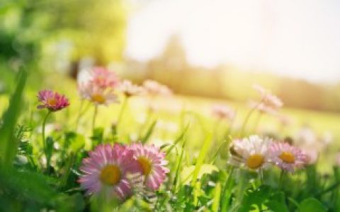 【五个字的唯美句子】关于五个字的唯美句子