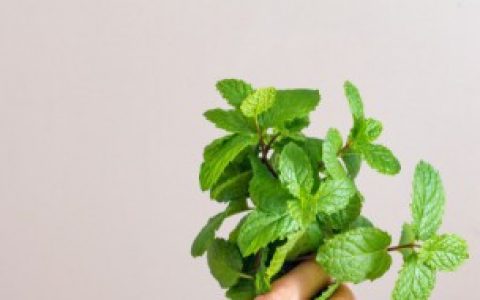 在家如何提取薄荷精油 在家提取薄荷精油的方法