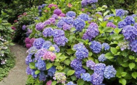 绣球花种子怎么种催芽 怎么种植绣球花种子